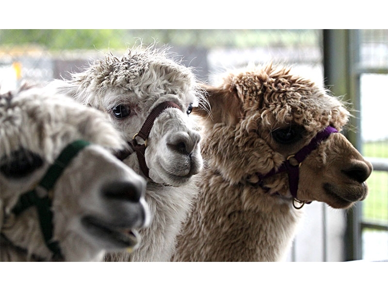 alpacas