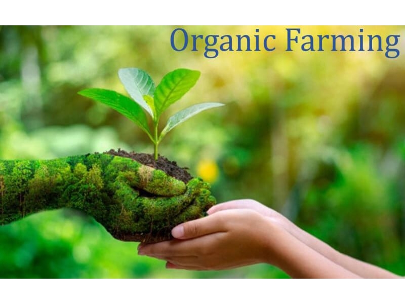 organic-farm-1